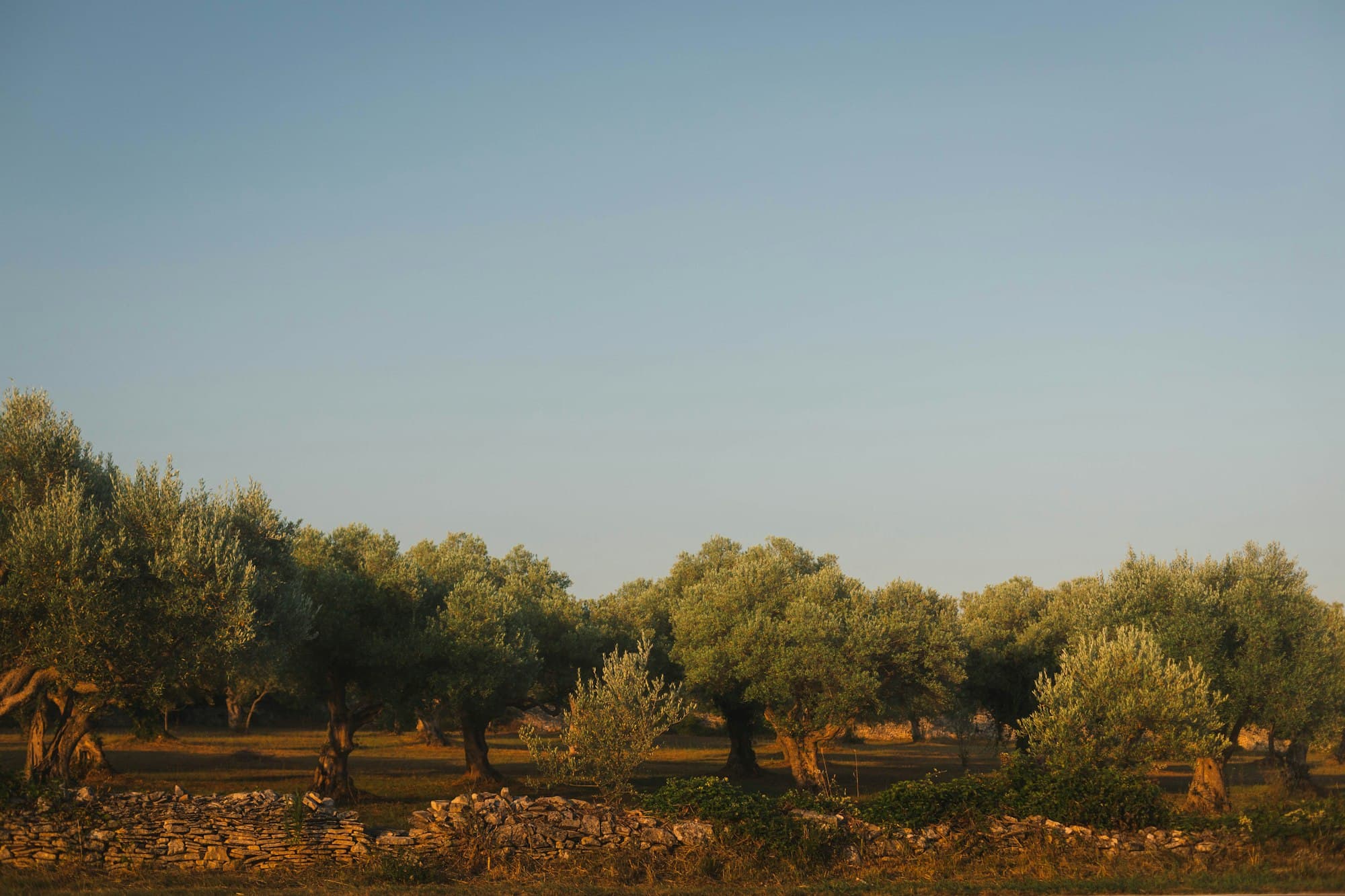 Olive grove bathed in golden afternoon light
